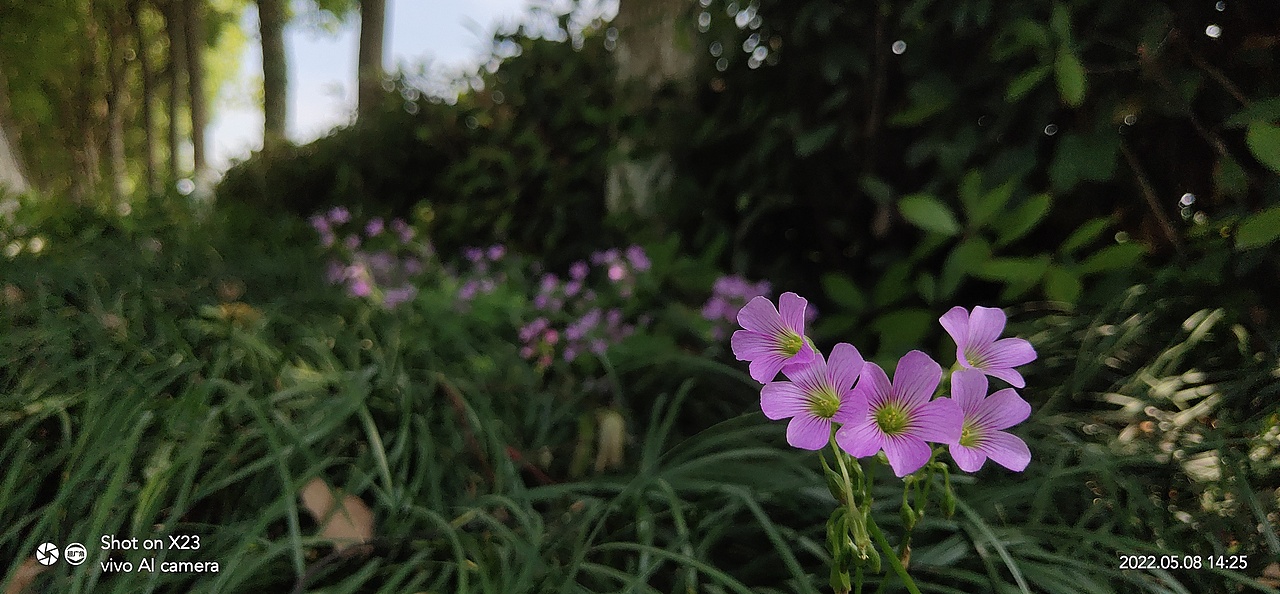花开时节-酢浆草Ⅲ