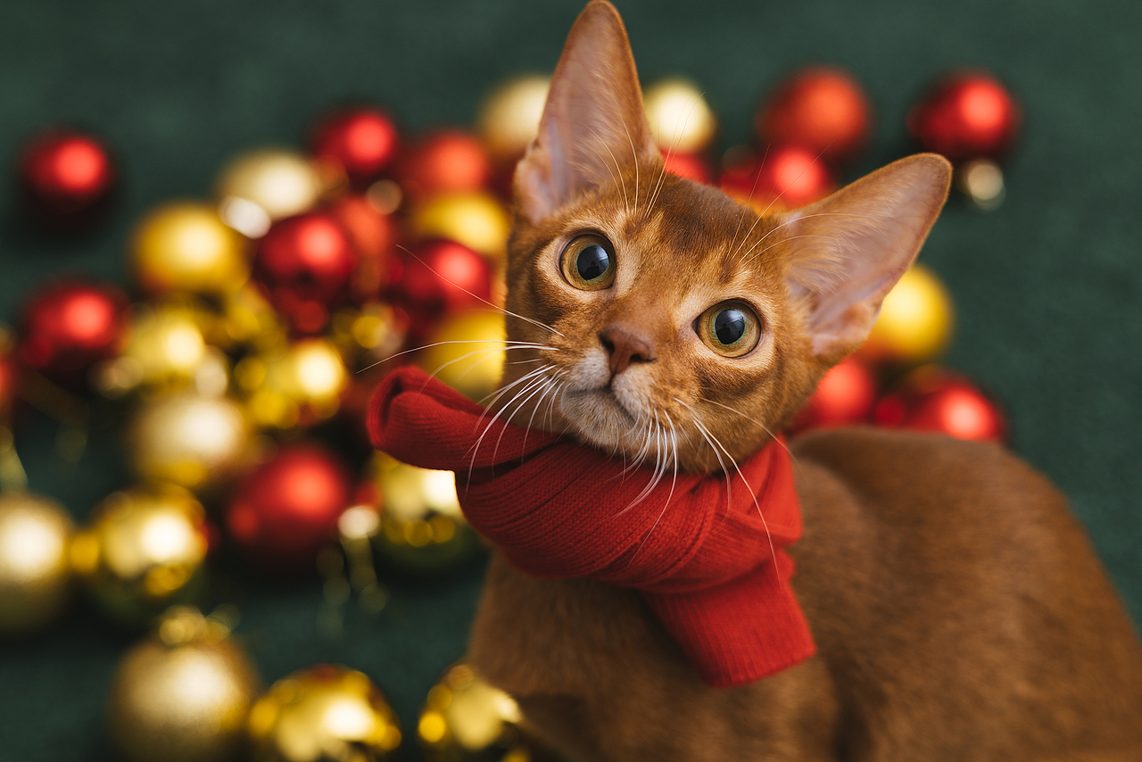 猫的私房 第六季