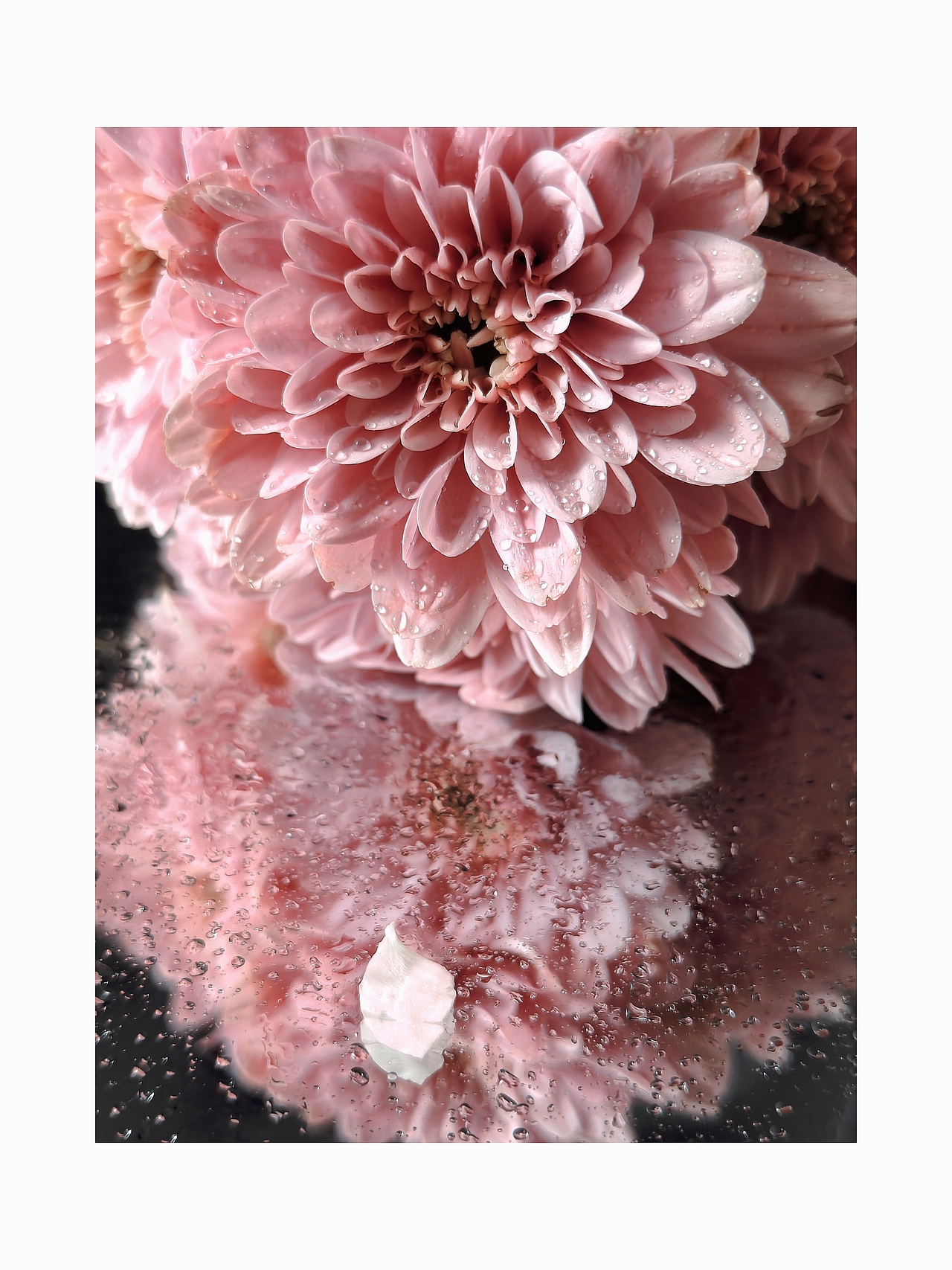 手机摄影-花的姿态（图ZMzQyMjQwMjgw） - 时尚/艺术摄影 - 站酷设计师沐之leo原创素材 - 站酷ZCOOL