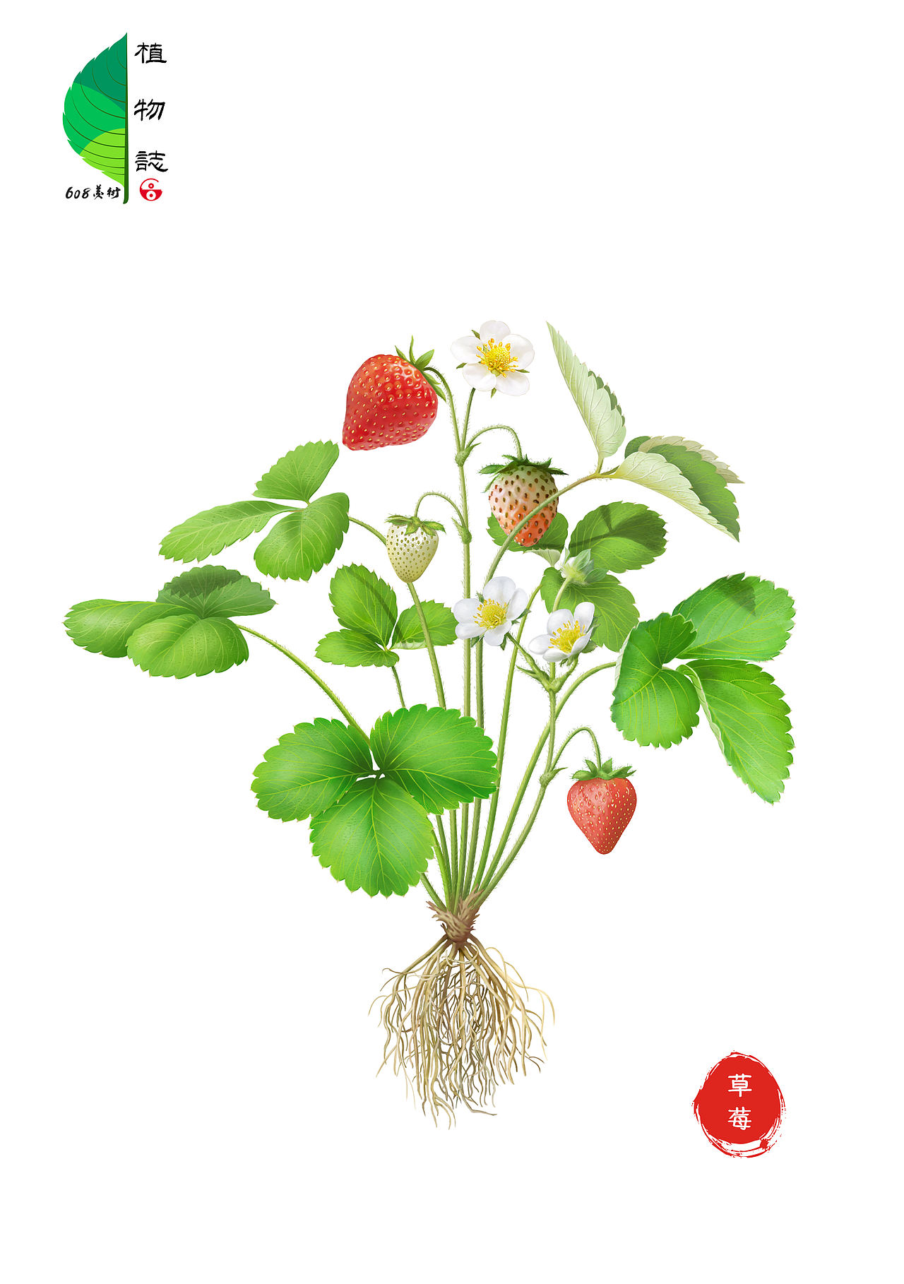植物图鉴~商业插画（图ZMzM2NjMzMjU2） - 商业插画 - 站酷设计师608美术原创素材 - 站酷ZCOOL