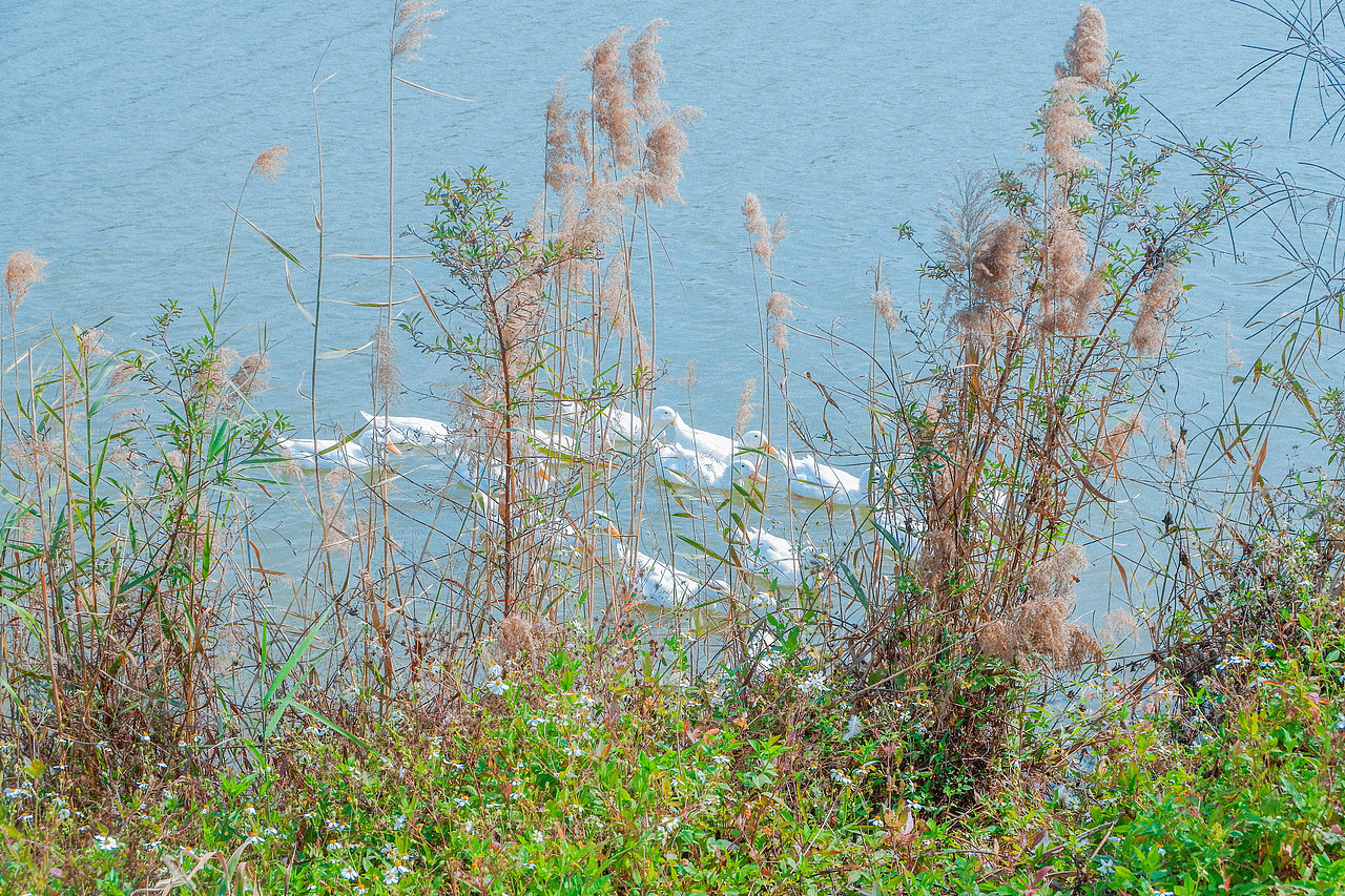 2月光明小镇欢乐田园半日游及外食(白玉串城)