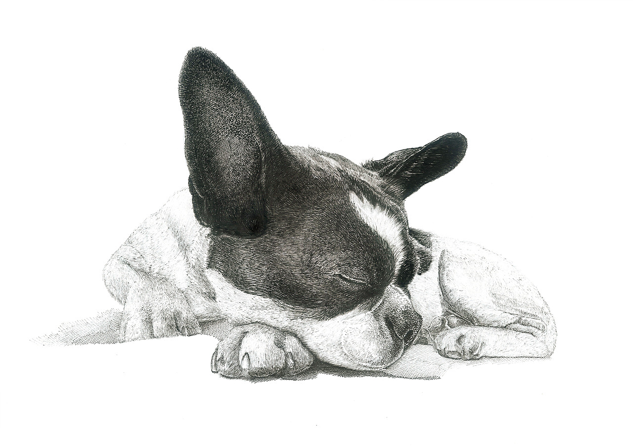 钢笔画写实——动物合集