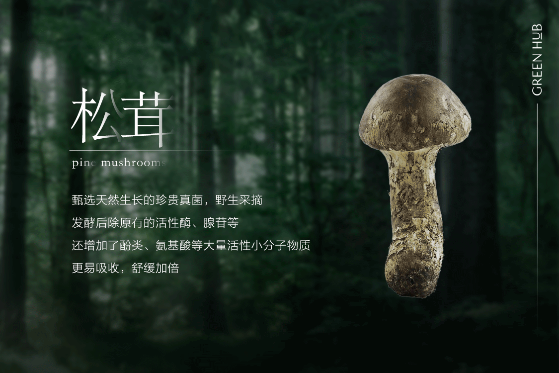 分子马达-森林奇旅微信公众号推送