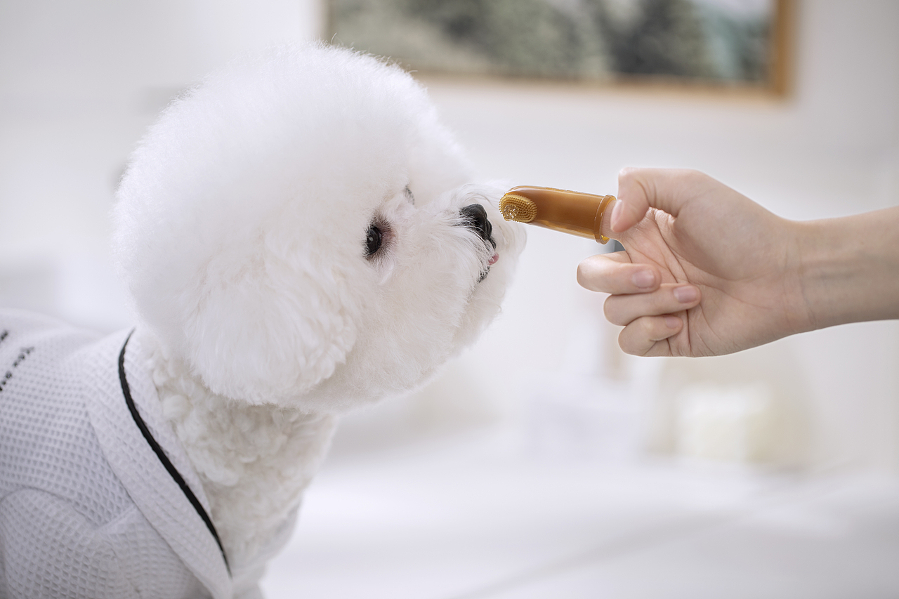 宠物牙膏牙刷拍摄丨宠物产品拍摄丨宠物用品摄影