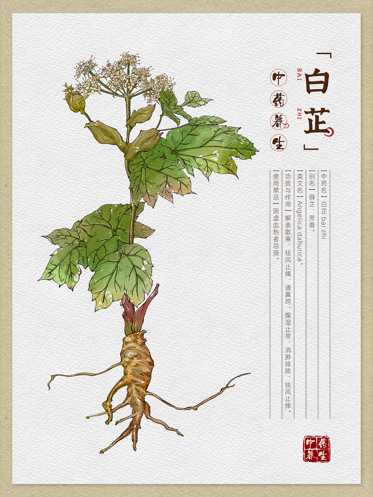 本草纲目-中草药手绘插画图鉴