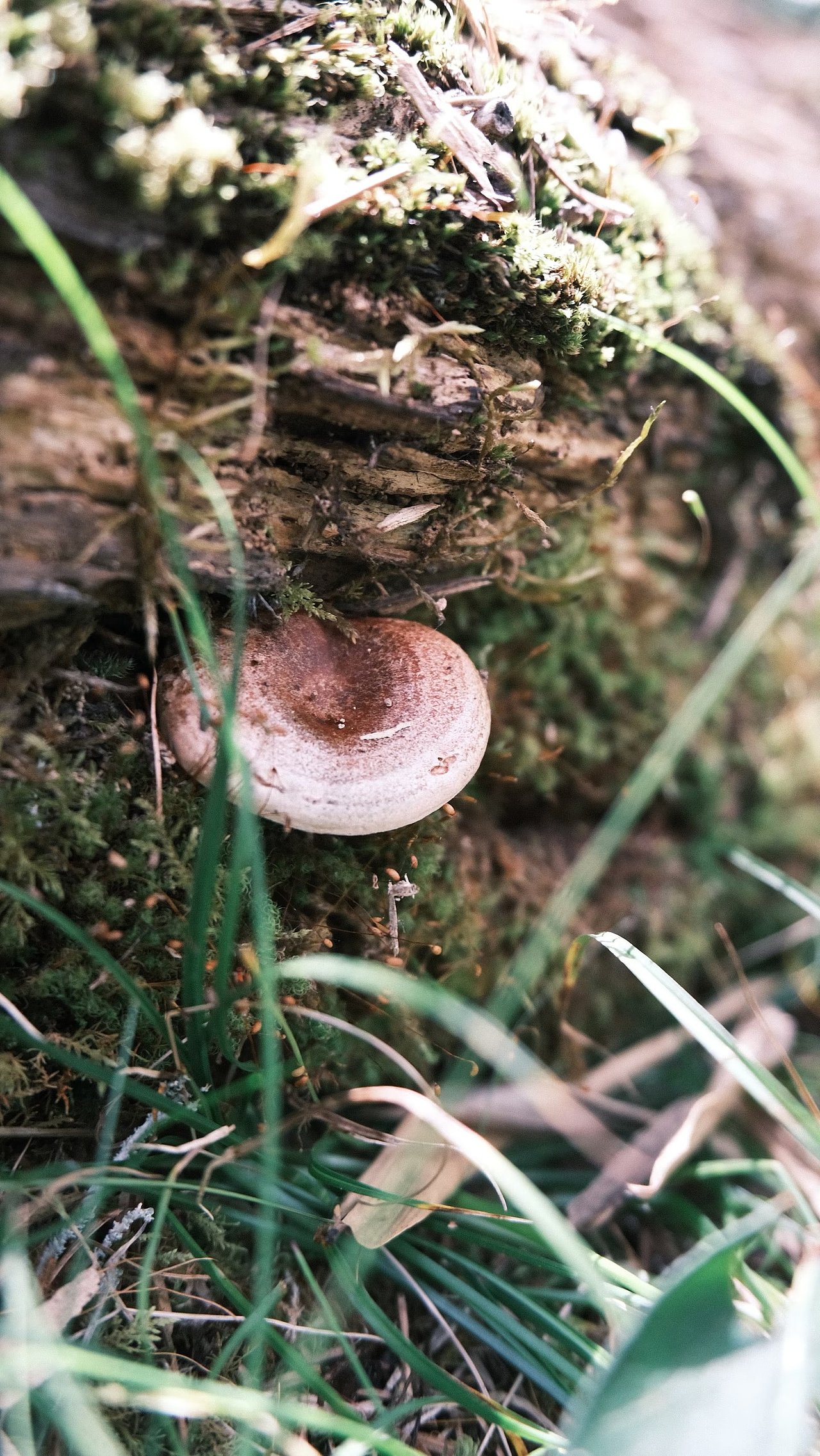 四姑娘山的八月