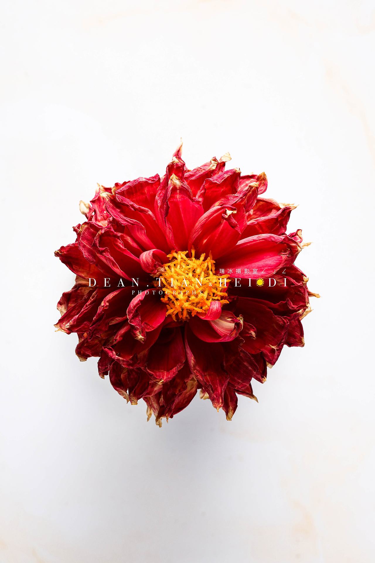 小丽花flower