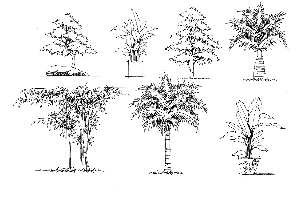 景观设计单体植物线稿图