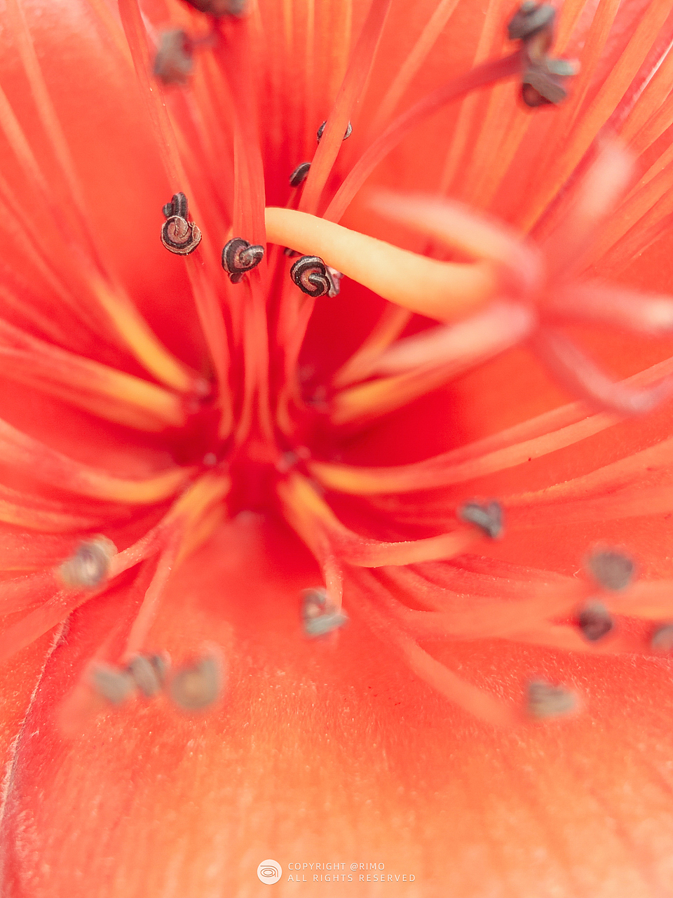 2022 | Rimo手机摄影年终总结（图ZMzI2ODk2OTc2） - 人文/纪实摄影 - 站酷设计师Rimo原创素材 - 站酷ZCOOL