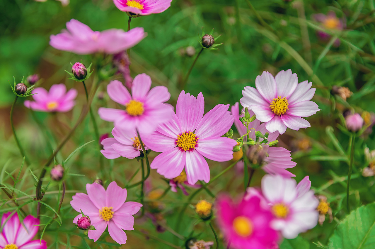 春天的样子（花草动植物篇）