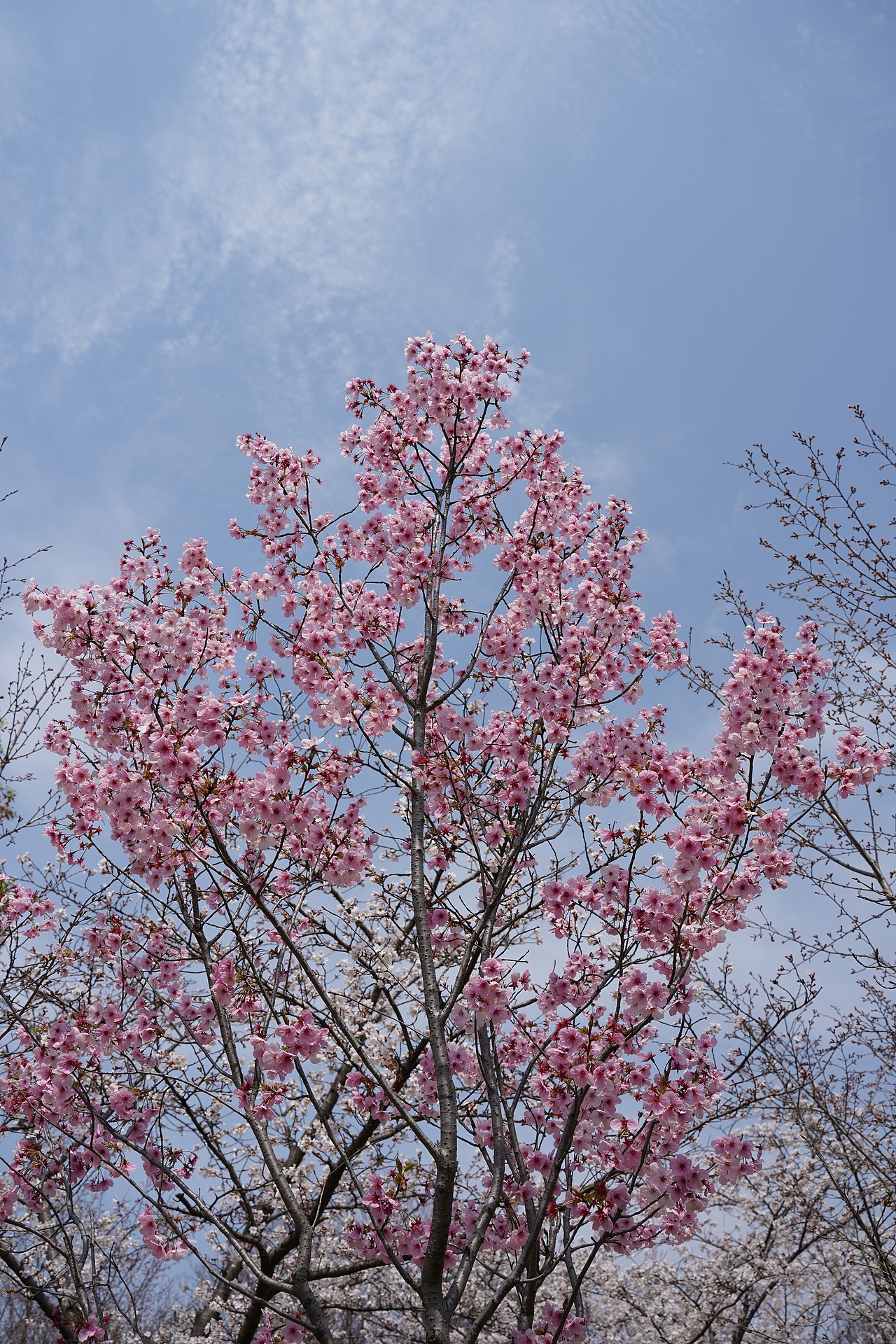 南京明孝陵樱花（图ZMzM0NDA2MDEy） - 风光摄影 - 站酷设计师黑巧ines原创素材 - 站酷ZCOOL