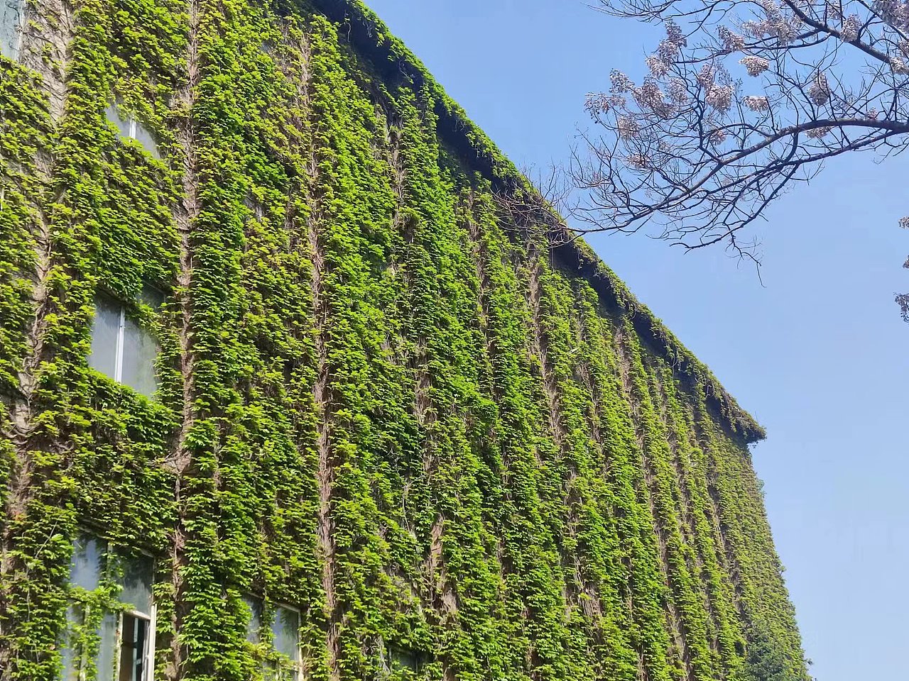 798的绿色城墙（图ZMzY2ODgxMjIw） - 风光摄影 - 站酷设计师火星IP客原创素材 - 站酷ZCOOL