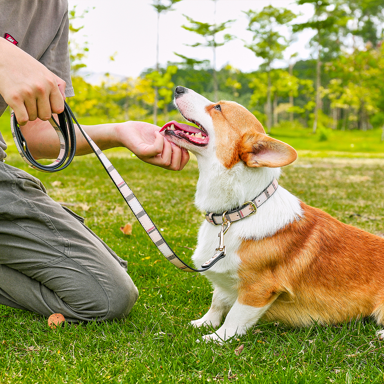 狗项圈|亚马逊宠物产品拍摄主附图设计