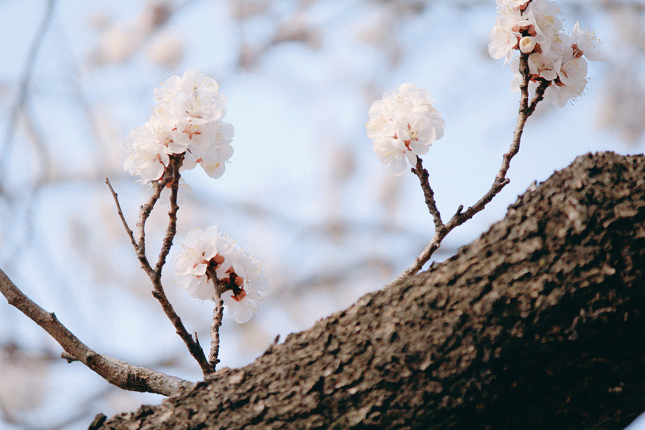 春至崂山（图ZMzM0ODg5ODA4） - 风光摄影 - 站酷设计师设计狮摄影狮原创素材 - 站酷ZCOOL