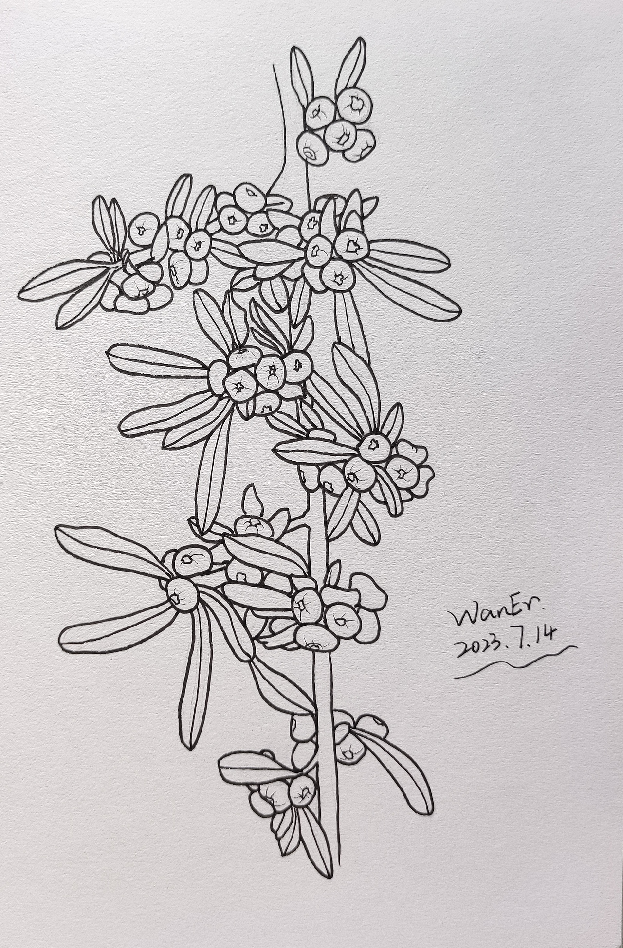 果子手绘线稿练习（图ZMzQ2MTE5ODIw） - 创作习作 - 站酷设计师莞尔WanEr原创素材 - 站酷ZCOOL