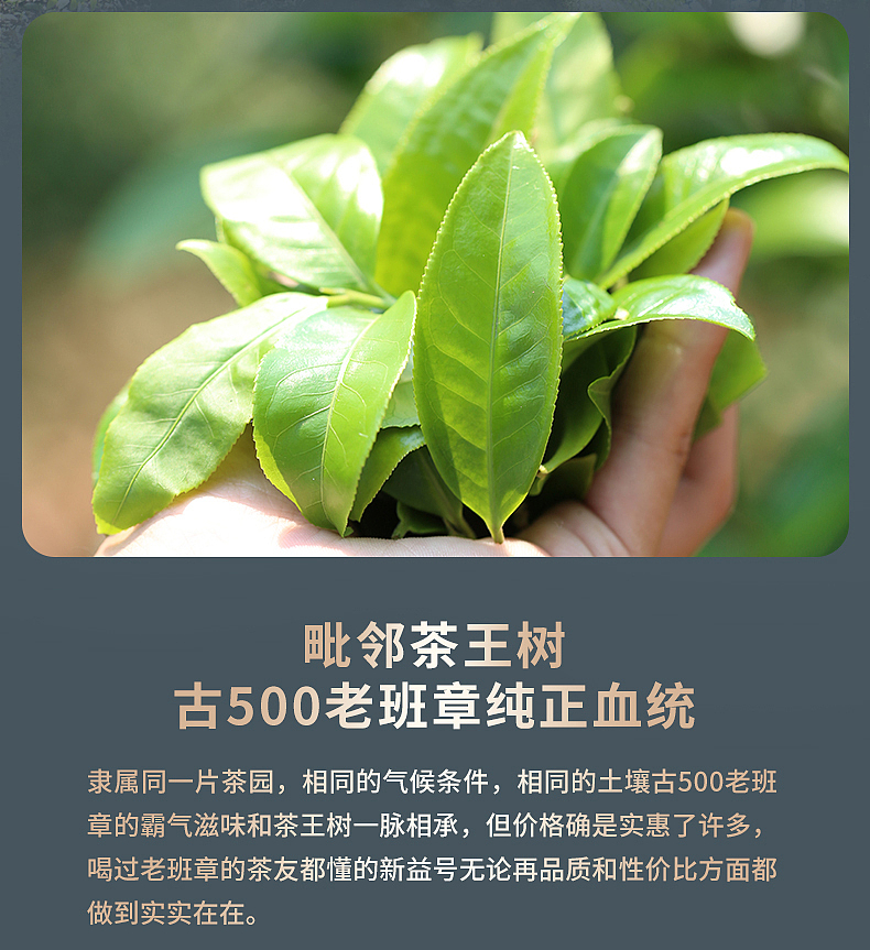 云南 老班章古树茶饼详情页