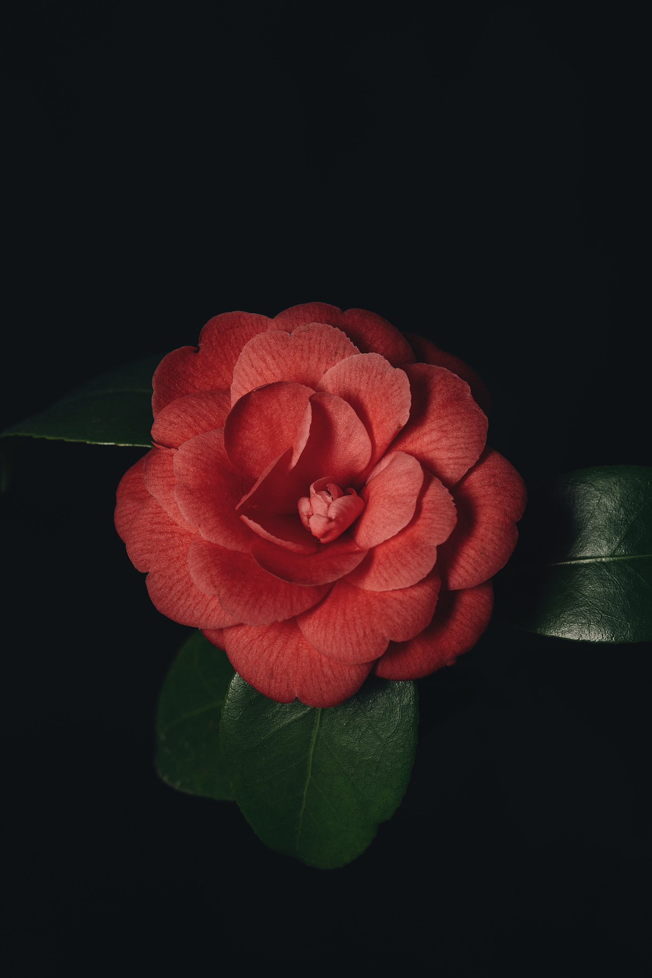 静物摄影|山茶花是手握大女主剧本的花