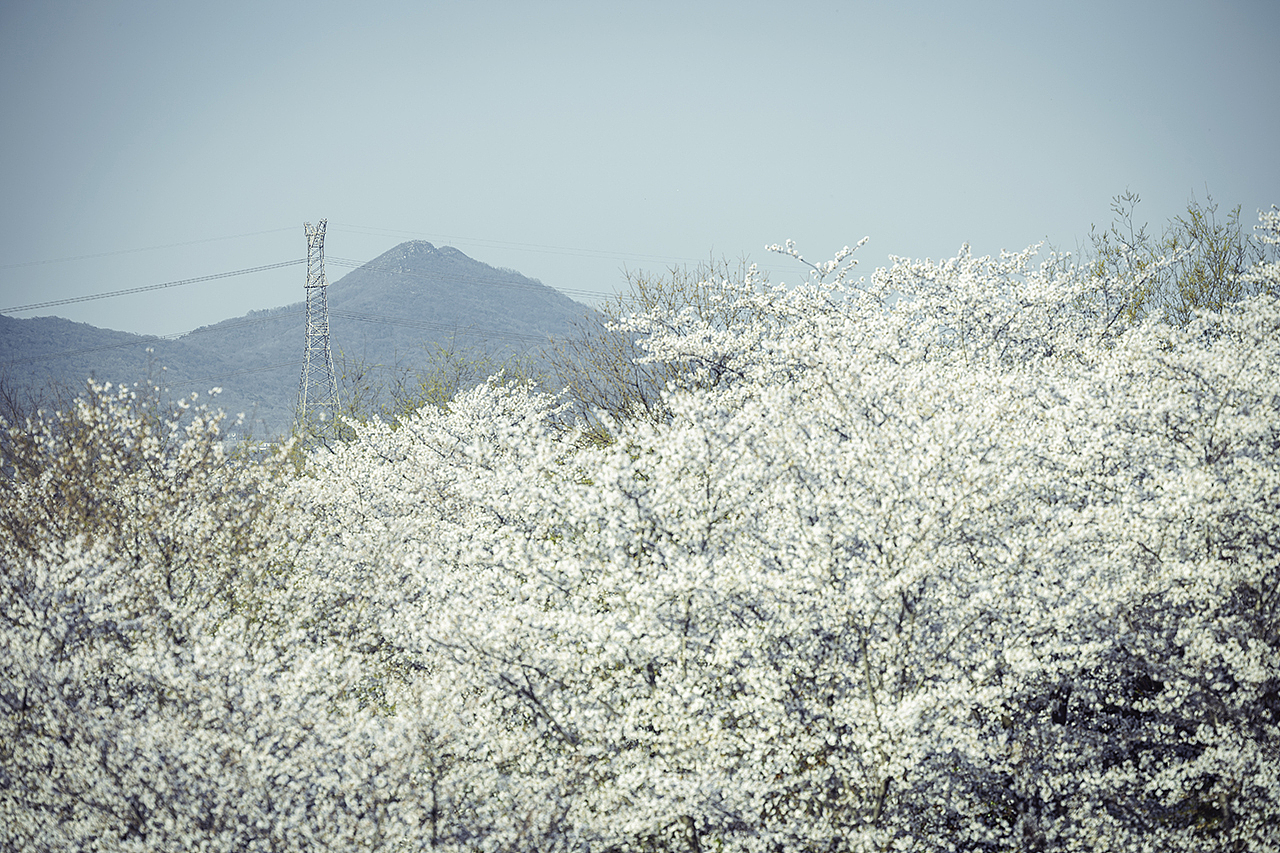 城郊樱花。其一