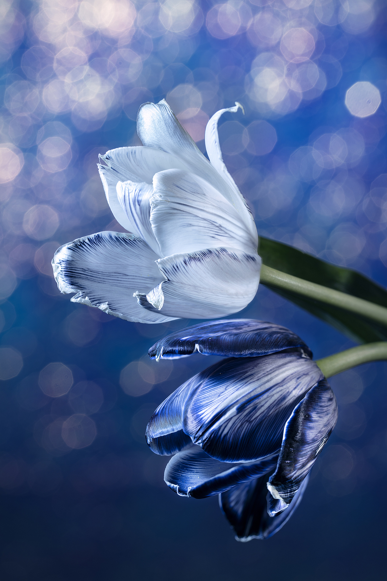 摄影 | 郁金香（图ZMzI4OTYzNTgw） - 时尚/艺术摄影 - 站酷设计师__afra_原创素材 - 站酷ZCOOL