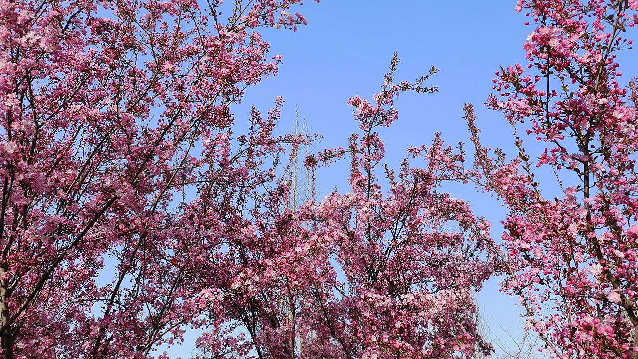 省耕公园--海棠花