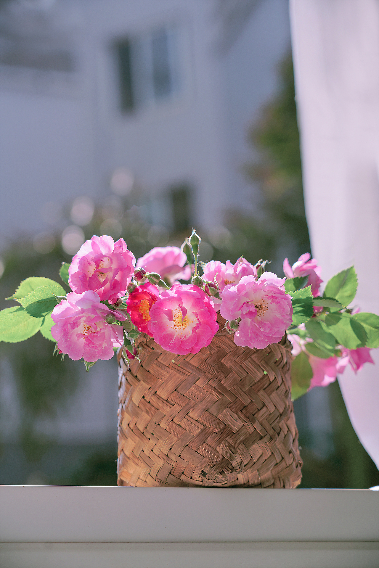 蔷薇花（图ZMzQyMzY5ODky） - 其他摄影 - 站酷设计师小麦芽MY原创素材 - 站酷ZCOOL