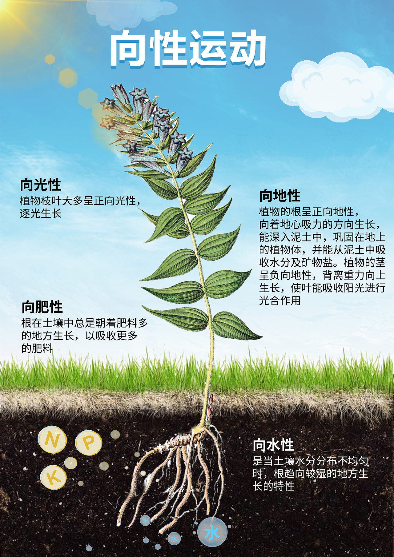 农业科普海报（图ZMzUxMTI2ODcy） - 海报 - 站酷设计师唯一的泳桓桓呀原创素材 - 站酷ZCOOL