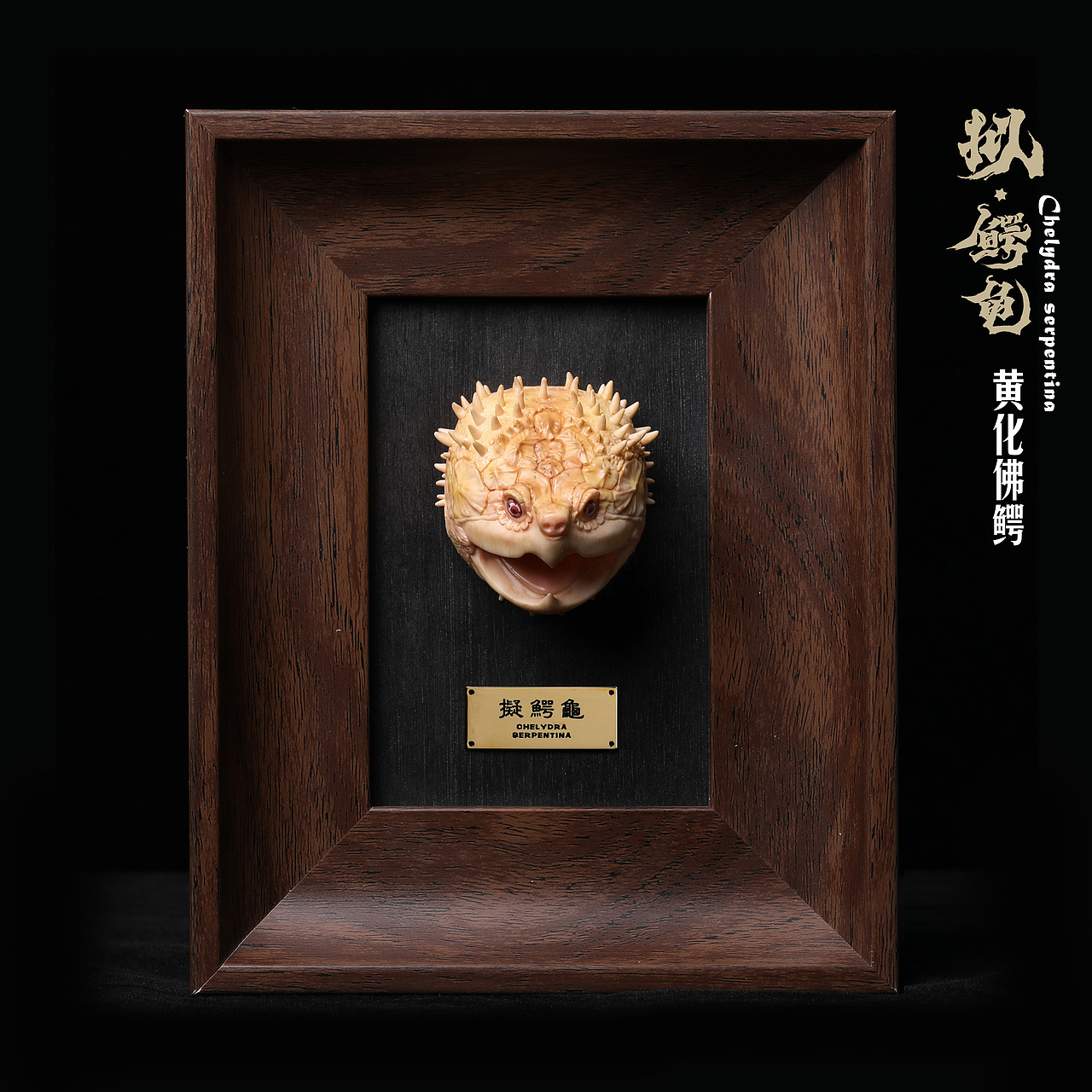 2023鳄龟系列--拟鳄龟