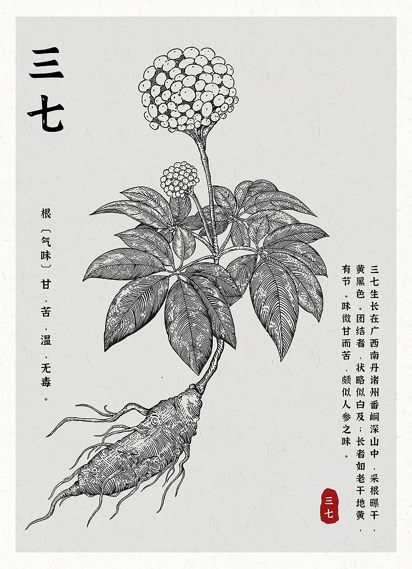 中草药系列插画｜三七｜金银花｜枸杞｜何首乌（图ZMzY1NTY5MDc2） - 创作习作 - 站酷设计师大桂DAGUI原创素材 - 站酷ZCOOL