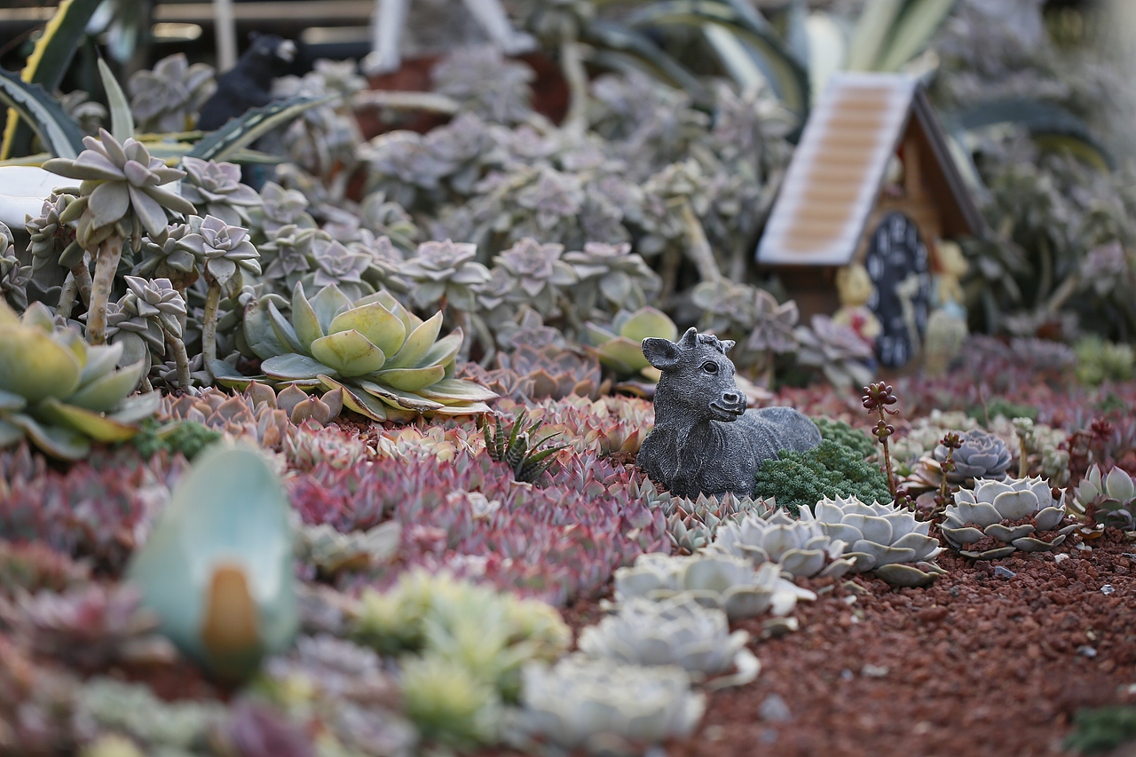 花至花园的多肉世界