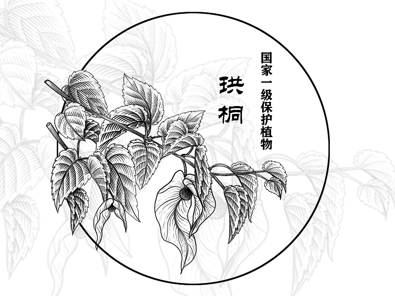 国家濒危保护物种——植物篇