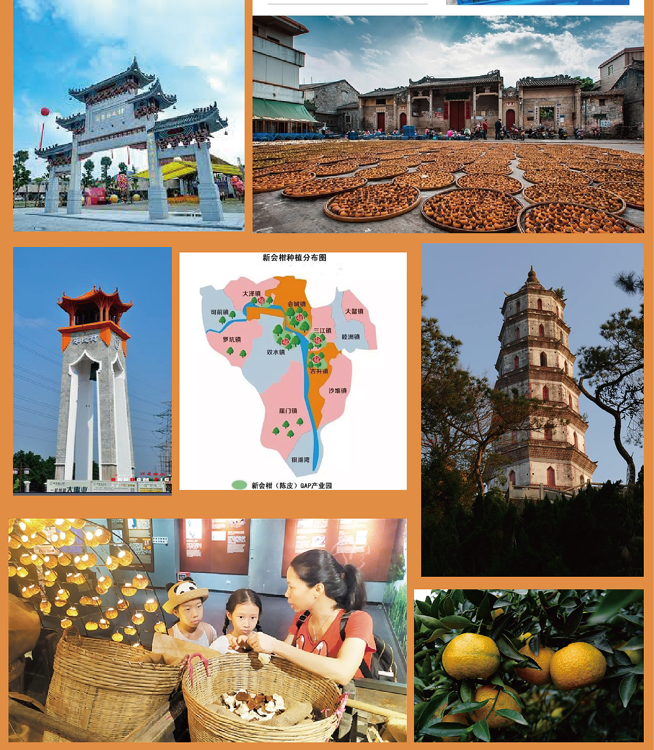 考察新会陈皮的产地和人文特征