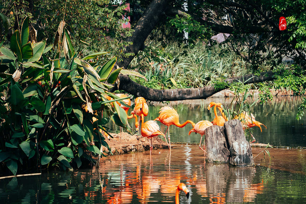 随手拍·广州动物园(鸟类)