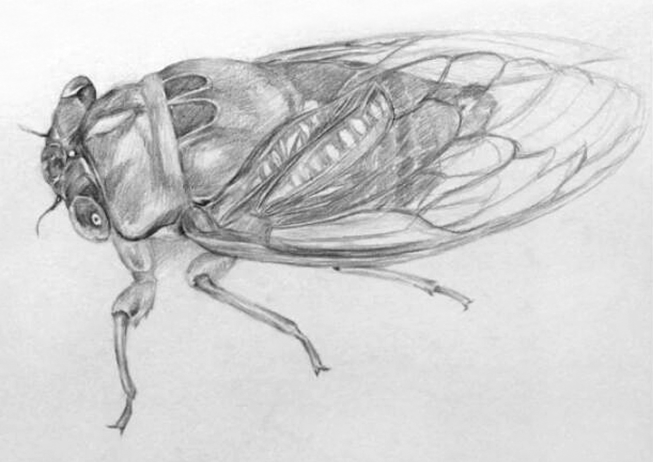 素描夏蝉
