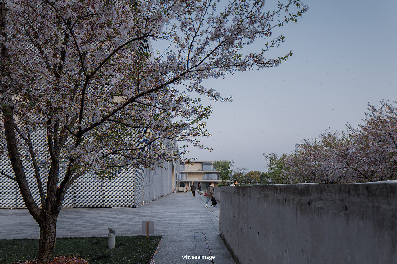 一片樱花在龙美旁落下 | 魔都建筑奇谭记（图ZMzAwODA2NjQ4） - 环境/建筑摄影 - 站酷设计师whyseeimage原创素材 - 站酷ZCOOL