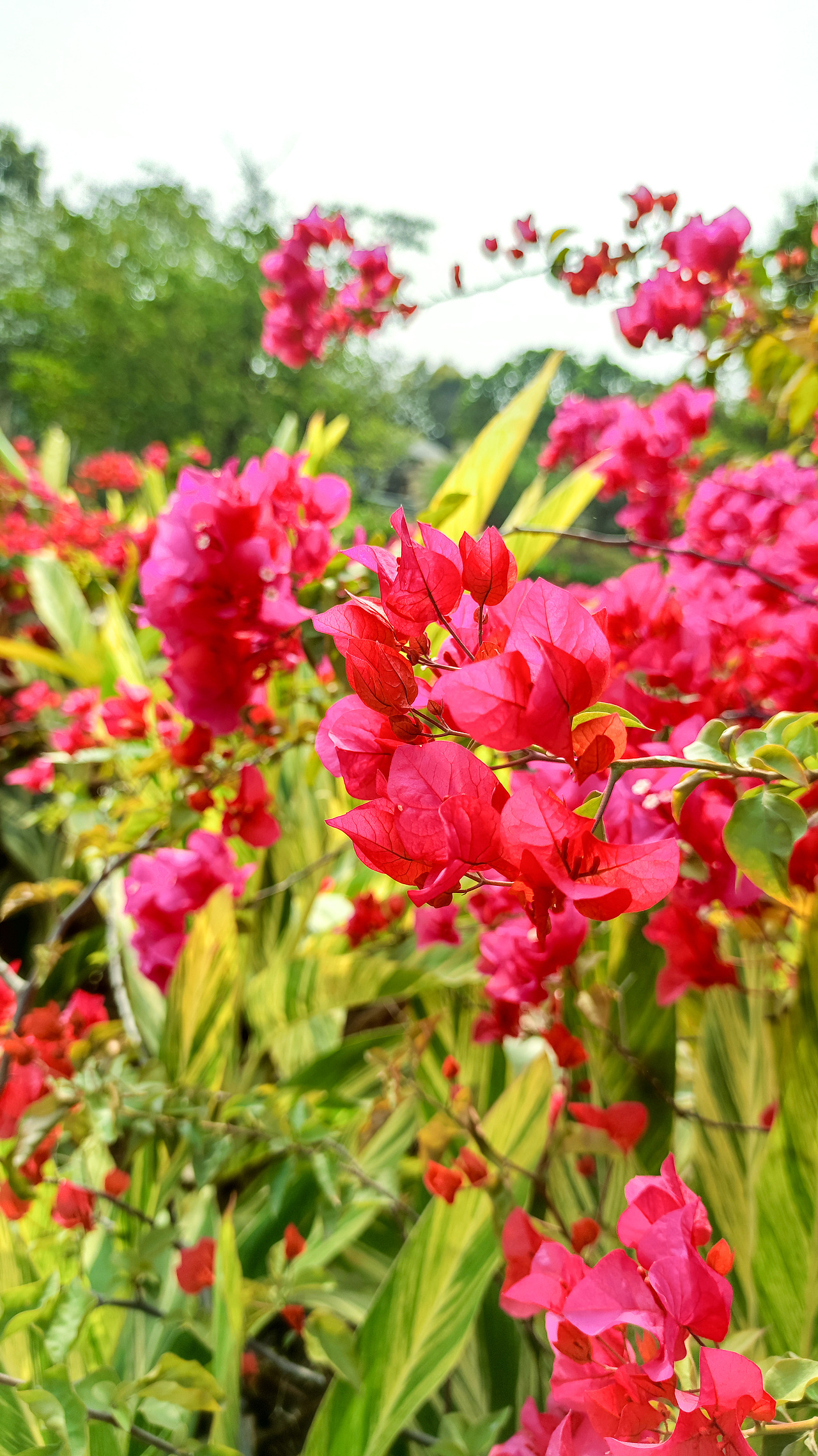 春天的香气—是百花的香味