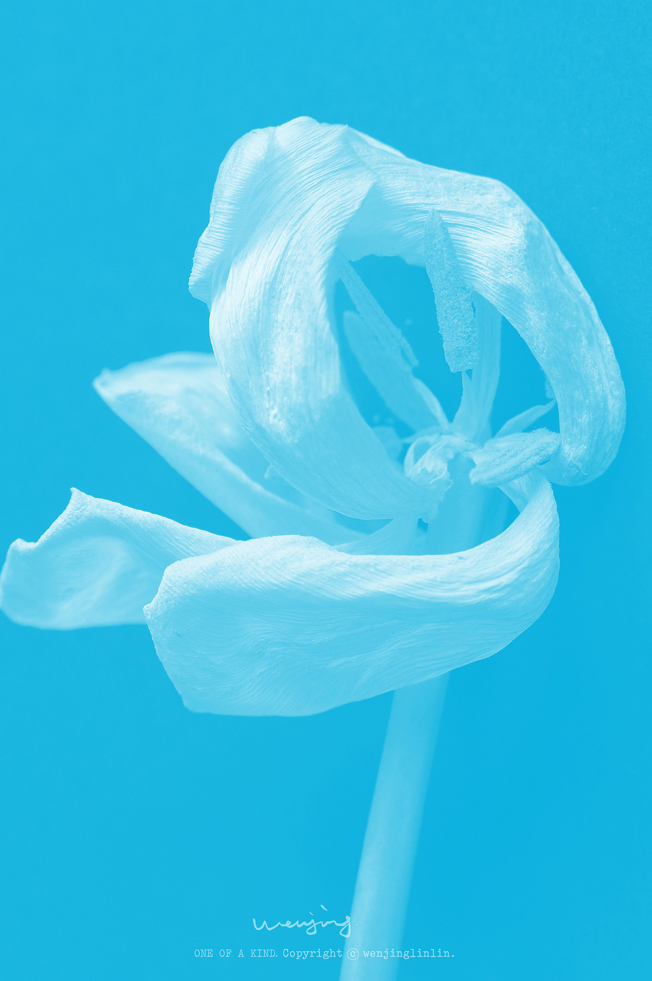 深入陪伴一朵花。