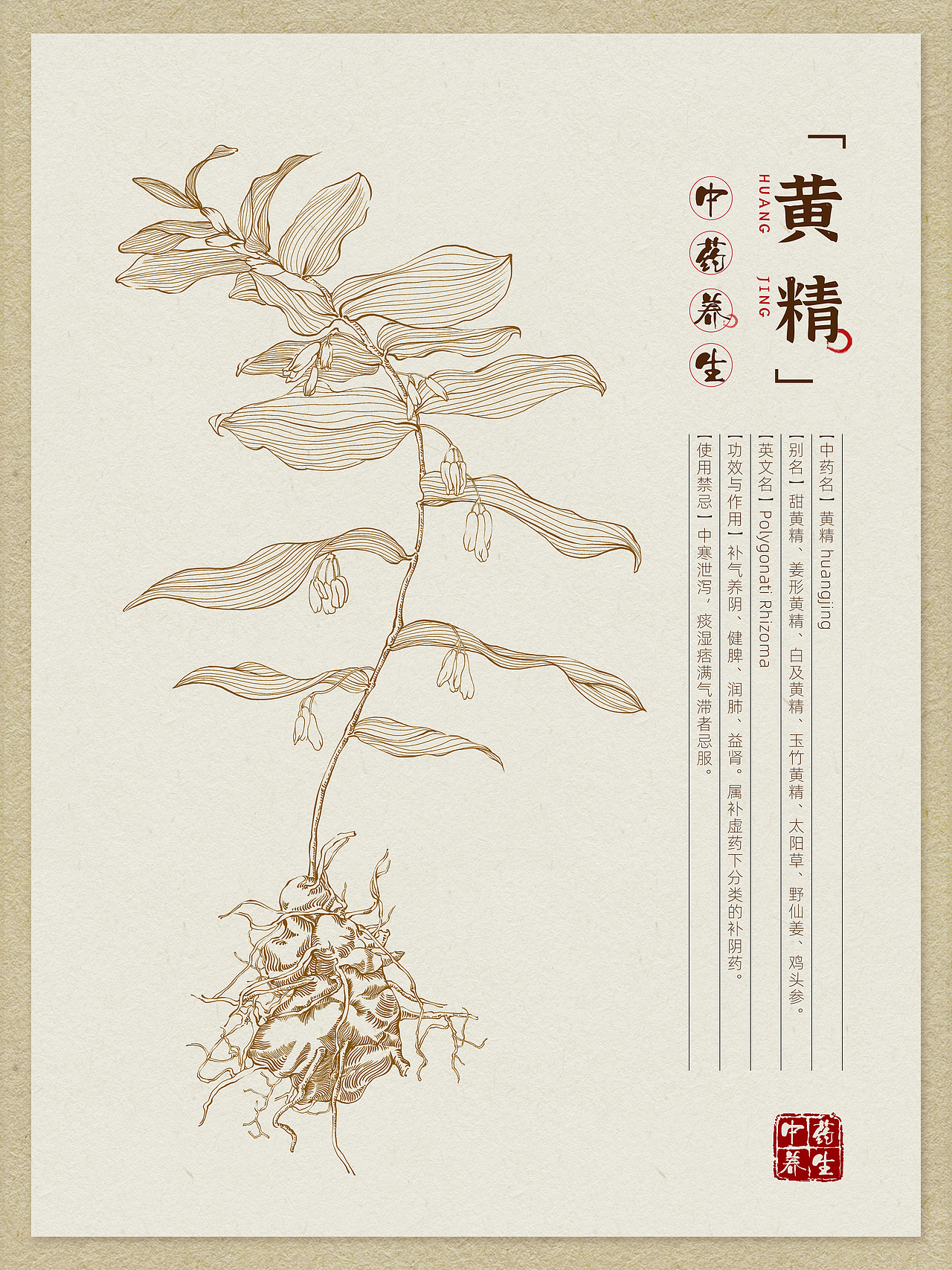 本草纲目中草药手绘插画-车前草(附绘画线稿过程图)472c4d产品渲染-fl