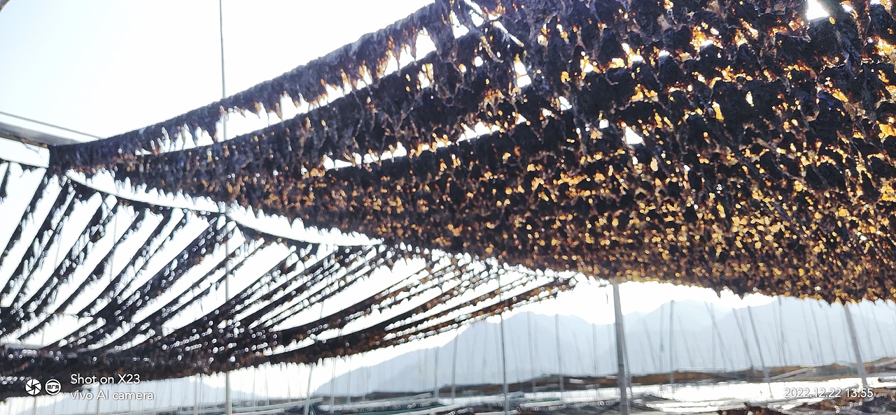 海水退去,紫菜收获季