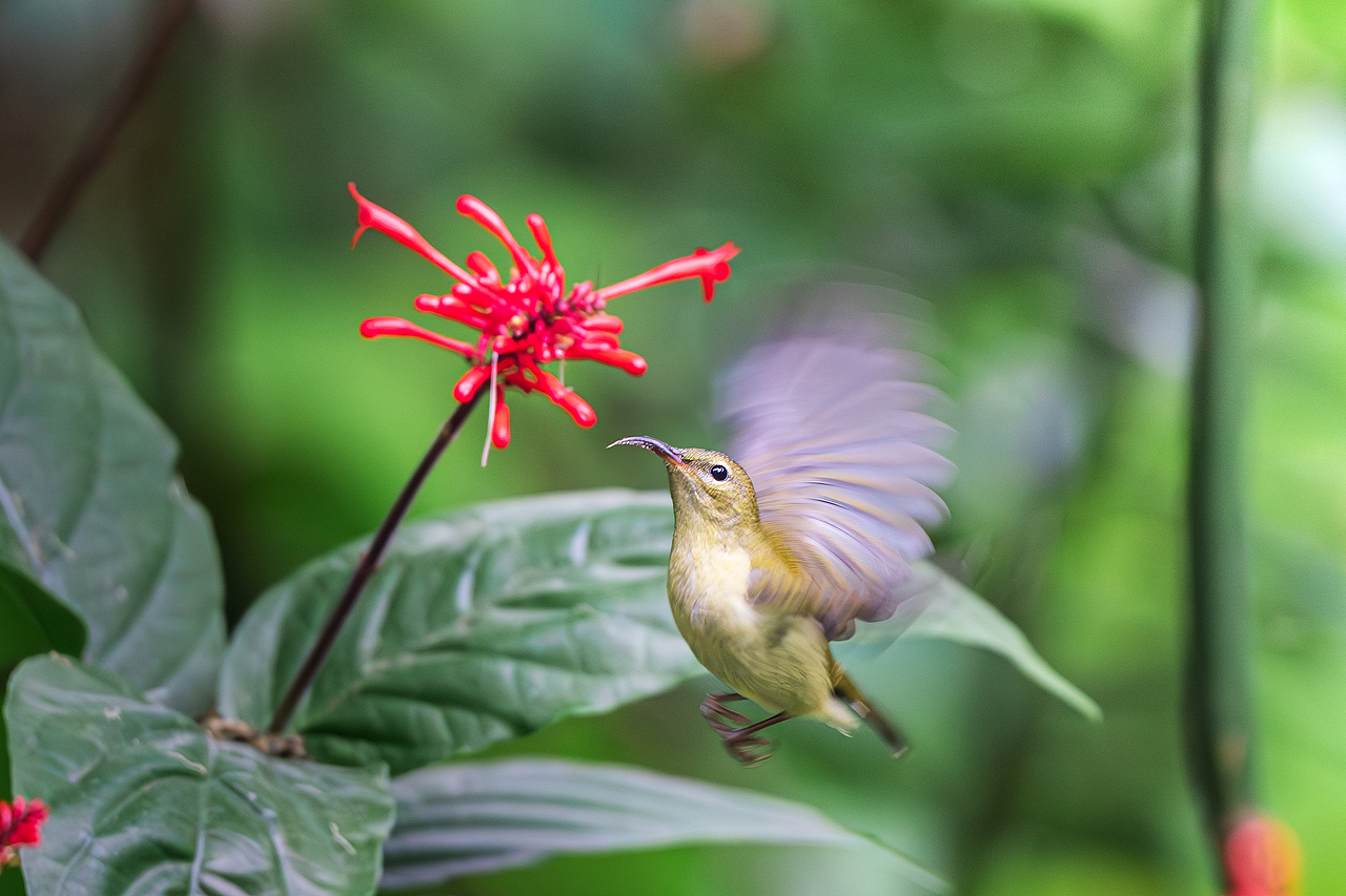 2023年度观鸟总结