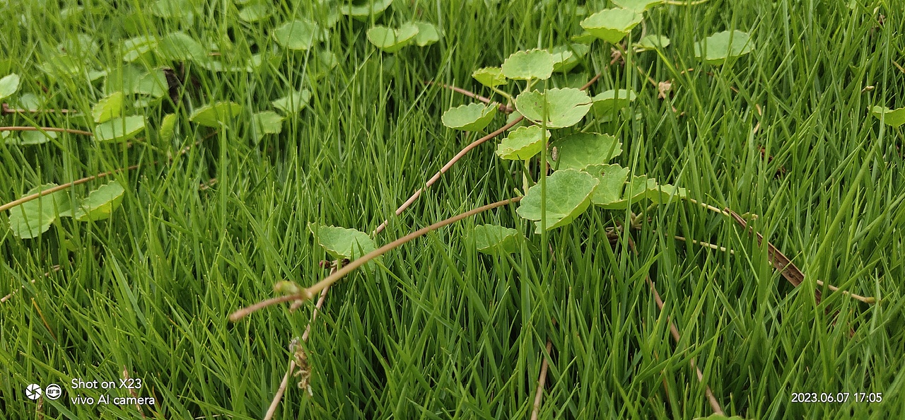绿的陶醉-积雪草