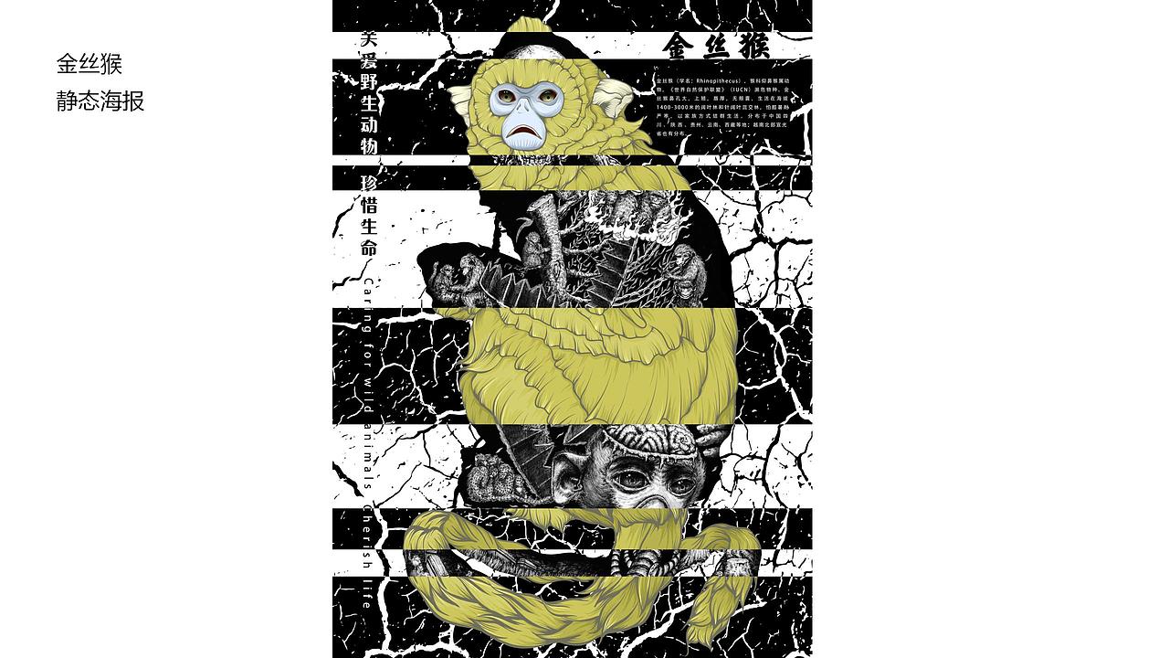 保护野生动物动态公益海报实验设计与探究