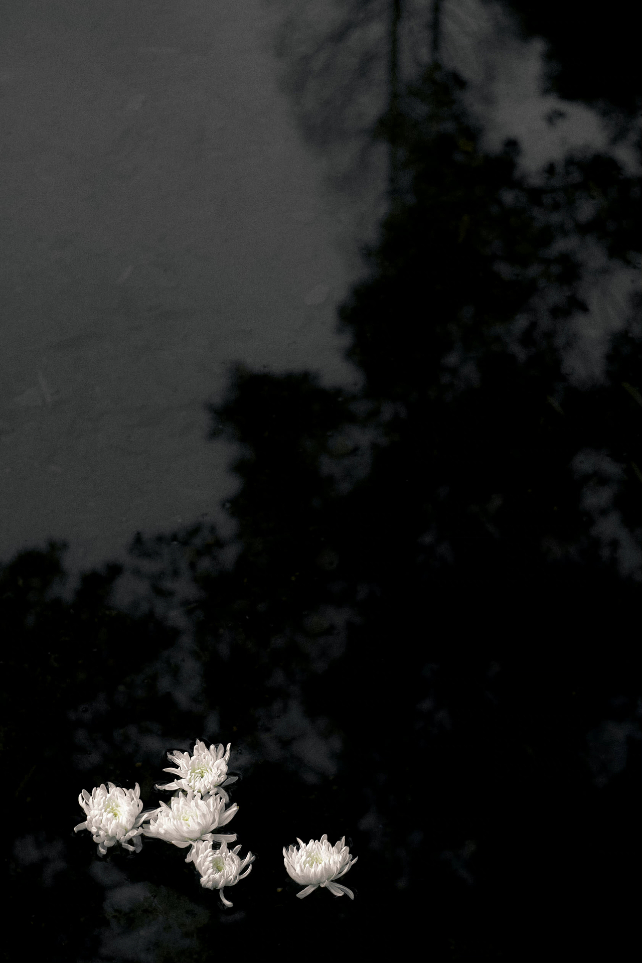 花蕊·白菊chrysanthemum（图ZMzA1ODMxODky） - 人像摄影 - 站酷设计师陈研志原创素材 - 站酷ZCOOL