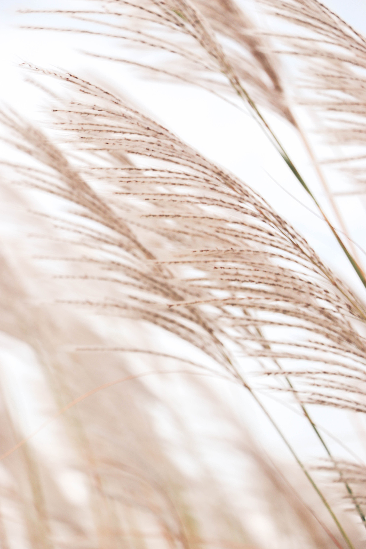 秋日芦苇（图ZMzM3OTg1ODQw） - 风光摄影 - 站酷设计师林二三_原创素材 - 站酷ZCOOL