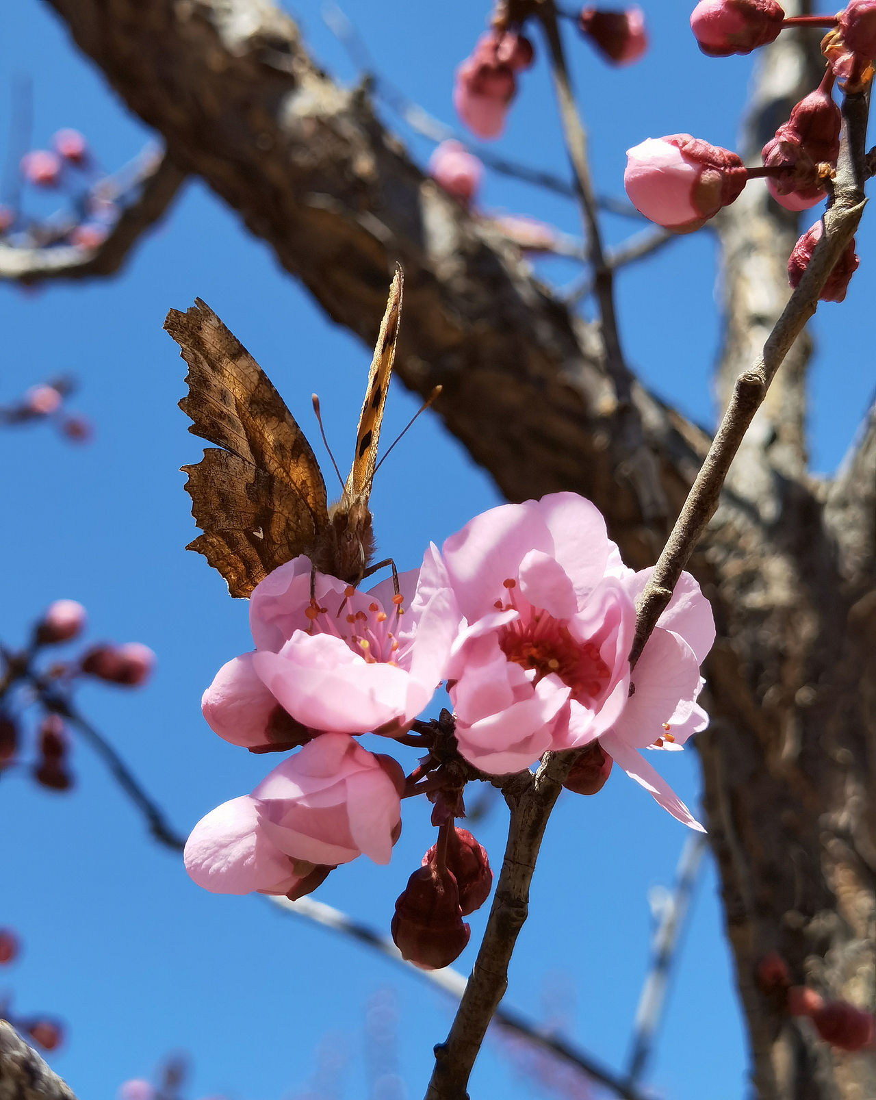 花若盛开,蝴蝶自来