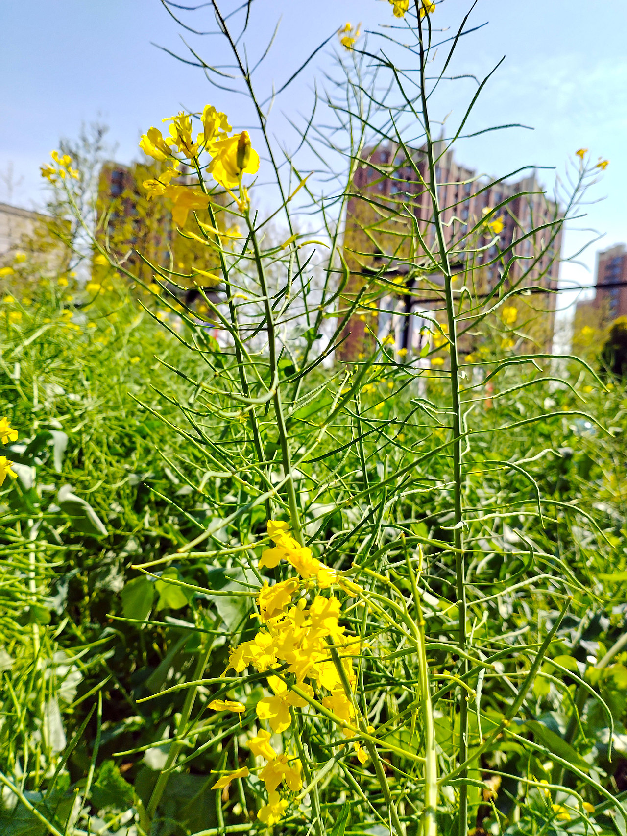随手拍 | 申城街头处处春暖花开