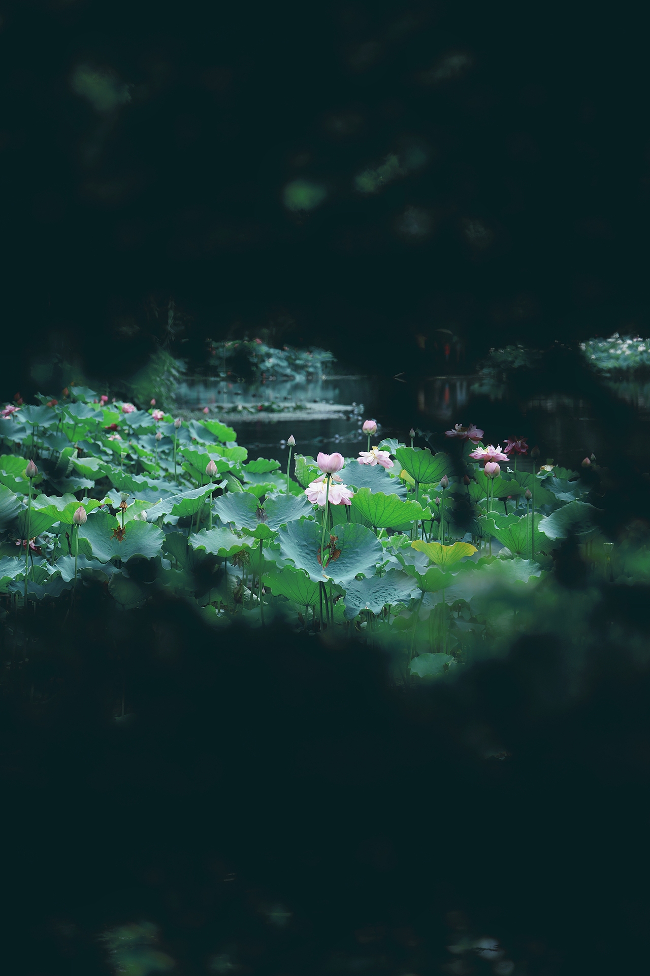 杭州 | 西湖 🔥