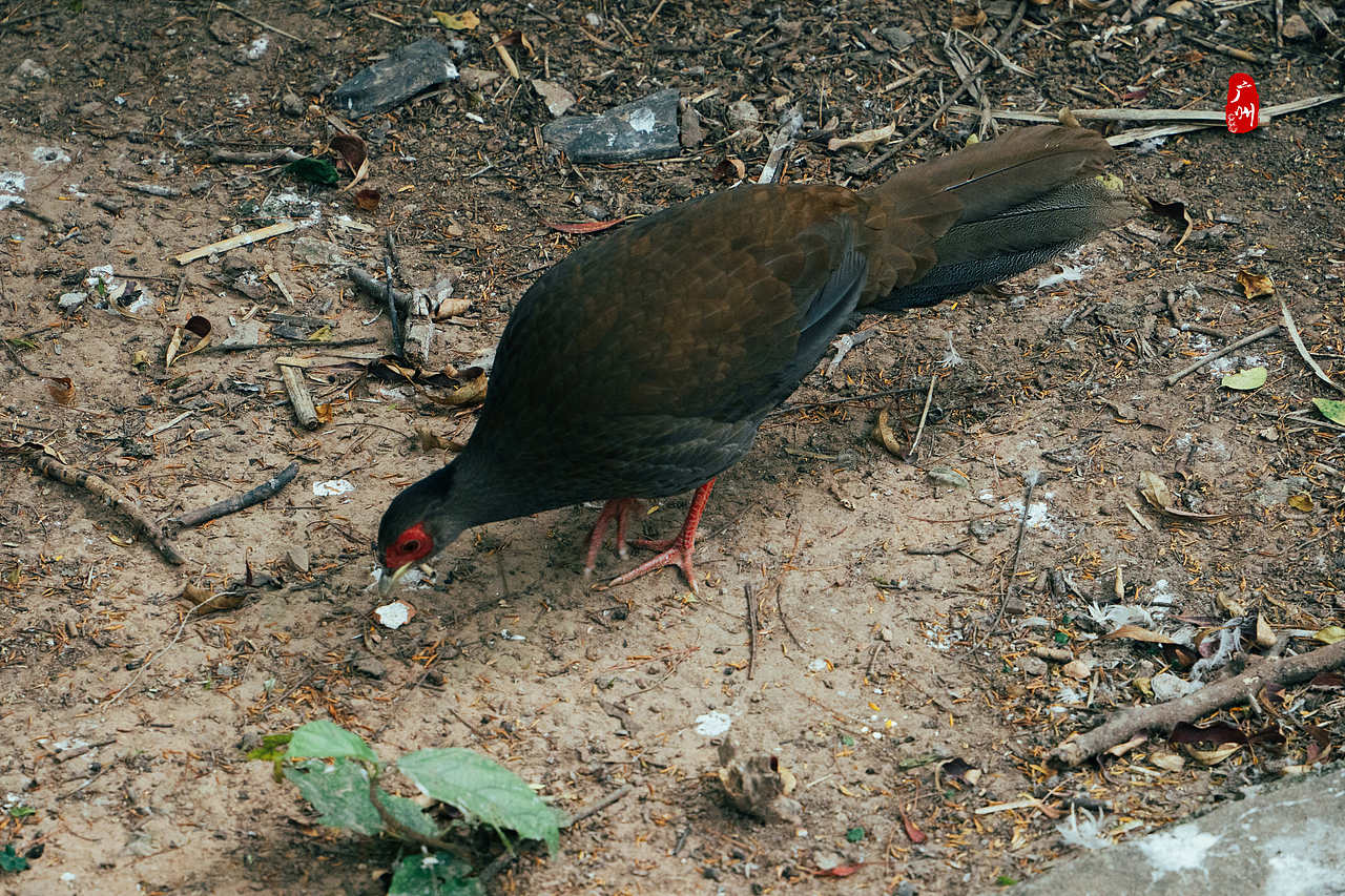 随手拍·广州动物园(鸟类)