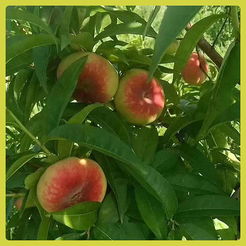 小花集市新疆甜蟠桃详情页（图ZMzI1MTY2MDMy） - 电商 - 站酷设计师小HUA同学原创素材 - 站酷ZCOOL