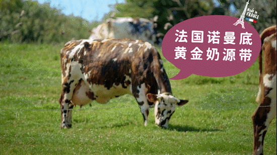 电梯广告 | 法优乐水果酸奶 ✖ foodography