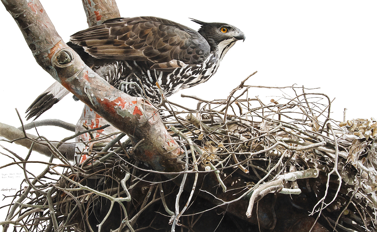 #CWIVC影像年赛《Blyth's Hawk-Eagle》